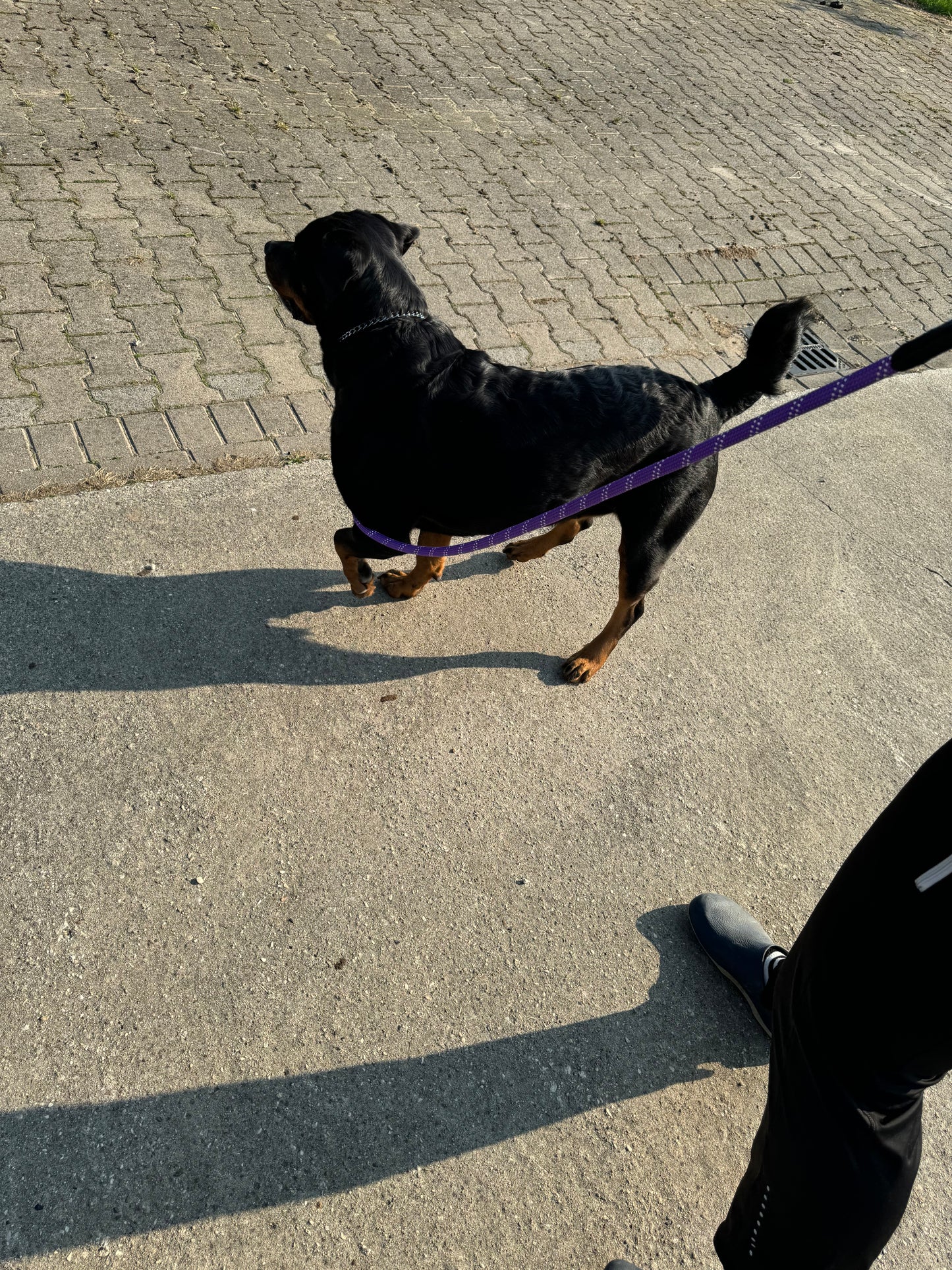 Hondenriem climbing rope - Paars