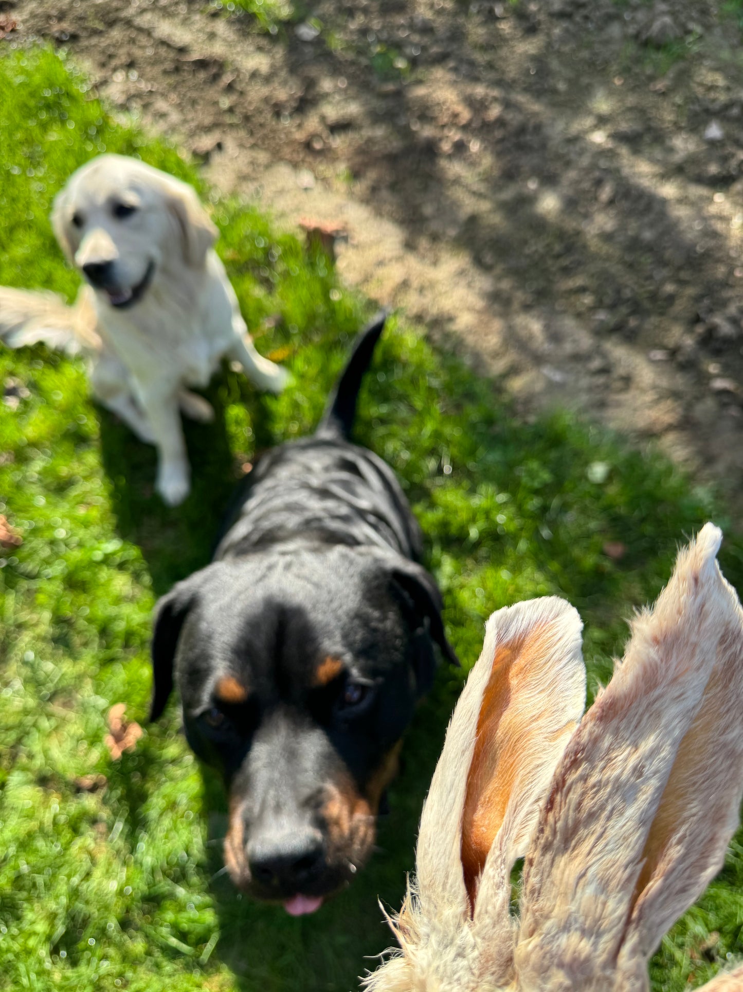 Konijnenoren snacks