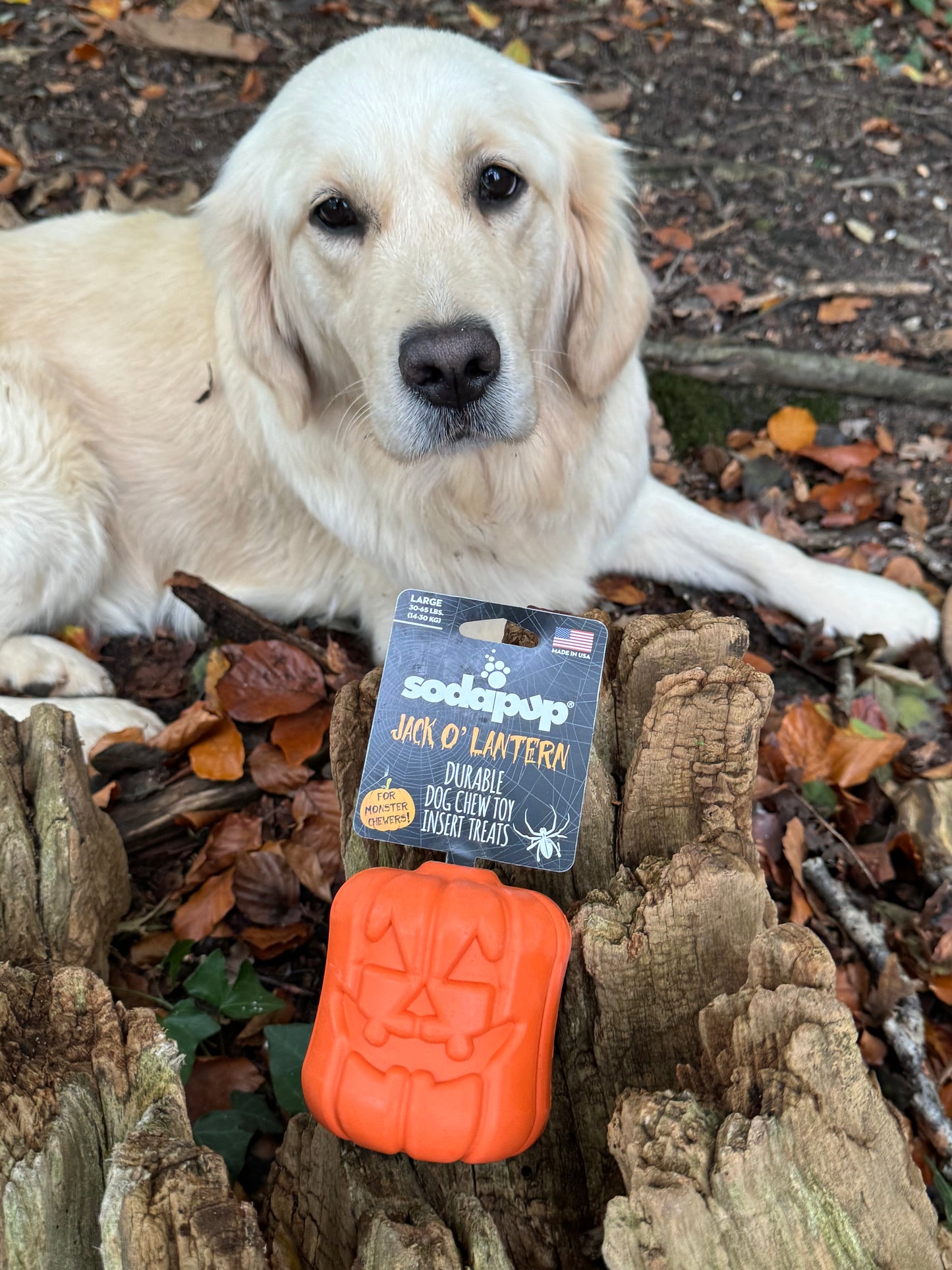 Jack O’ Lantern pompoen dispenser hondenspeeltje