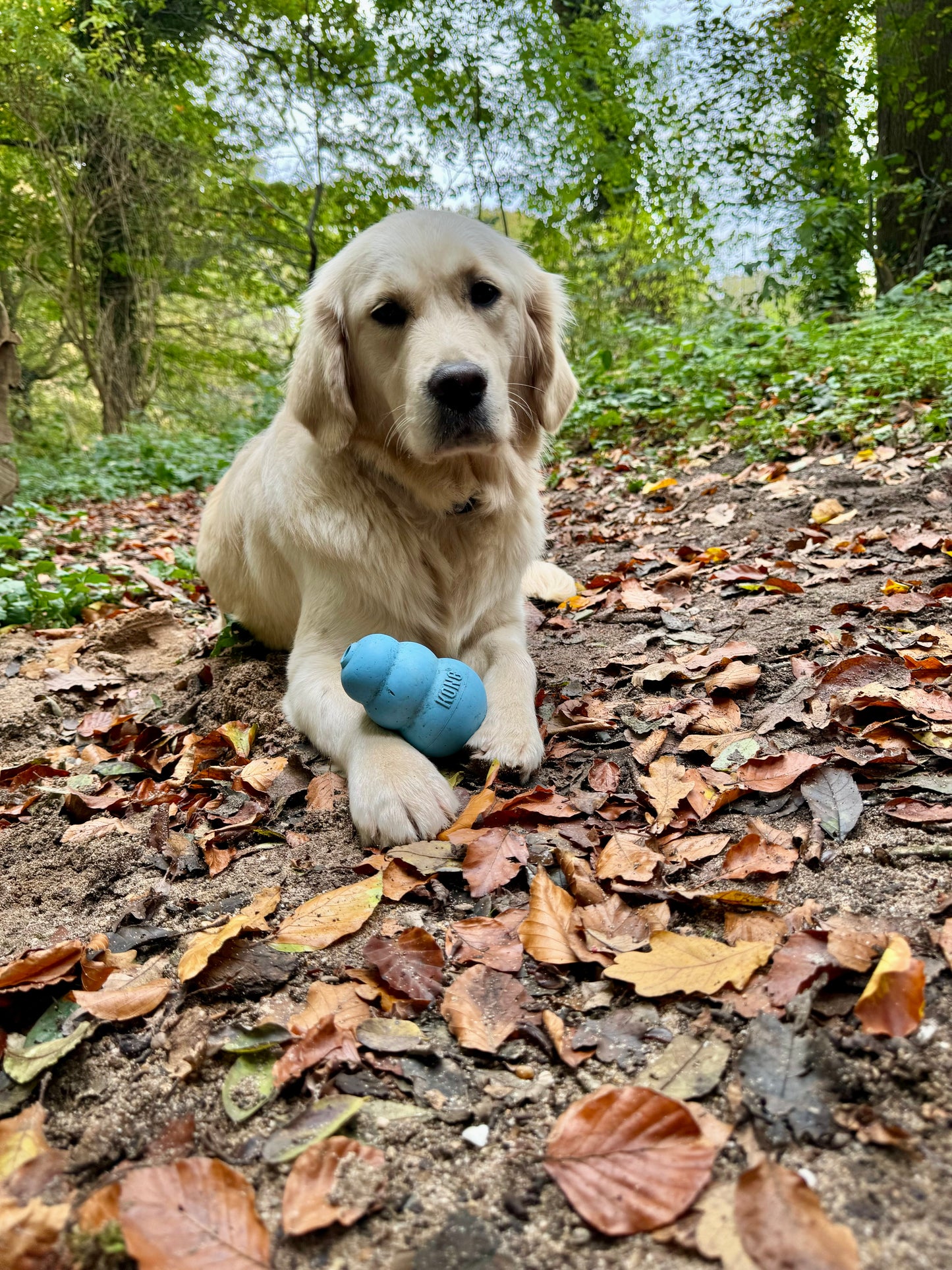 Kong Puppy L Pink/Blue
