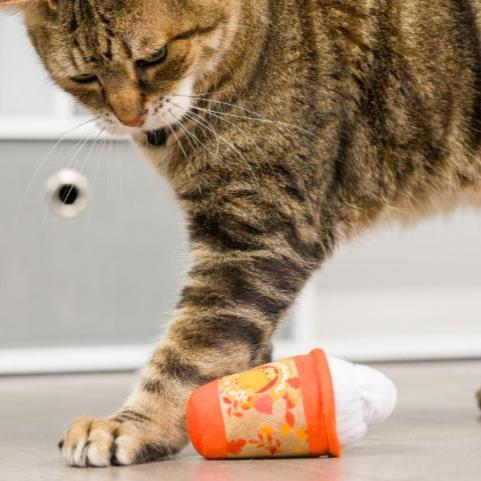 Meowww spice latte kattenkruid speeltje