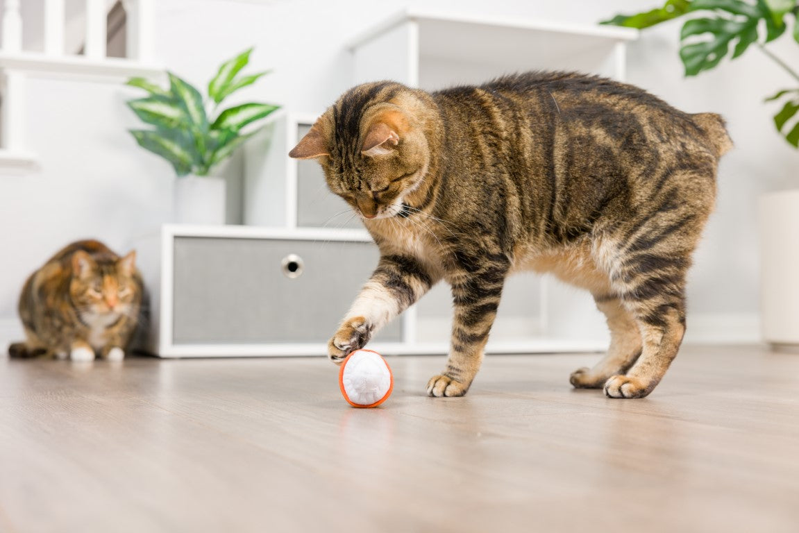 Meowww spice latte kattenkruid speeltje