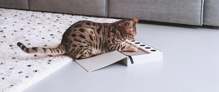 Waar koop ik interactief kattenspeelgoed?