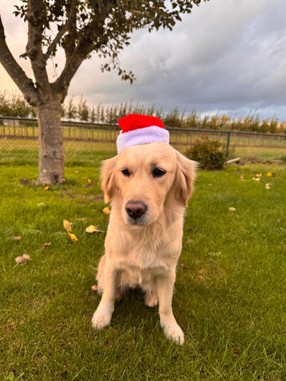 Kerstmuts voor honden