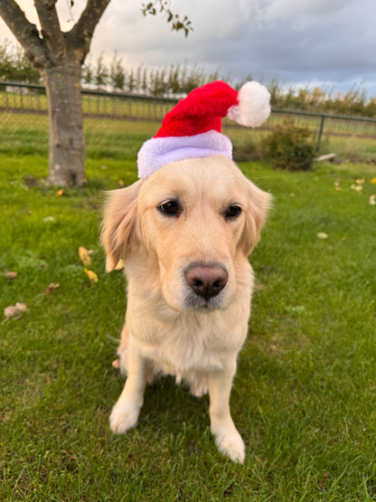 Kerstmuts voor honden