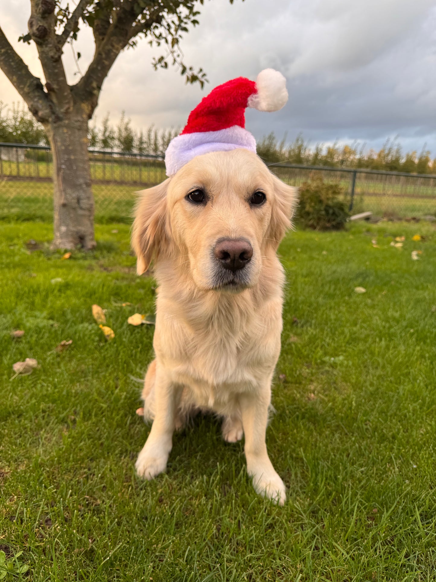 Kerstmuts voor honden