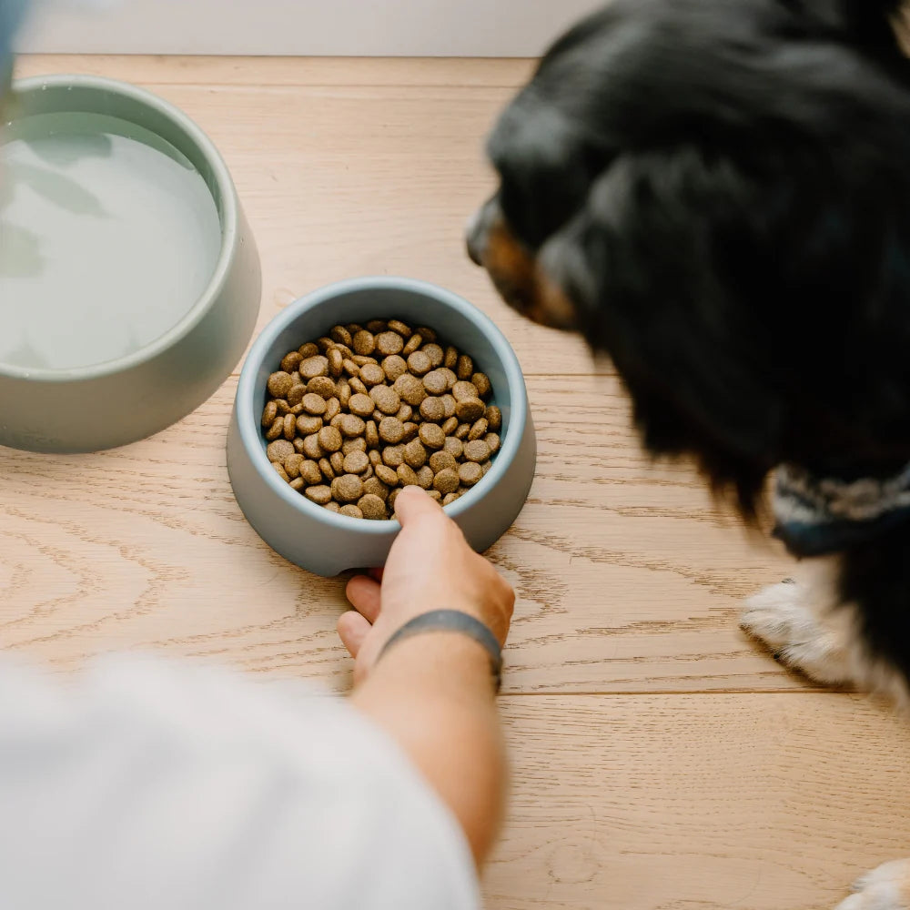 Steady dog bowl - Beco