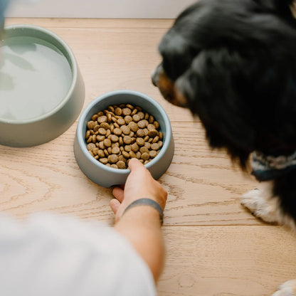 Steady dog bowl - Beco