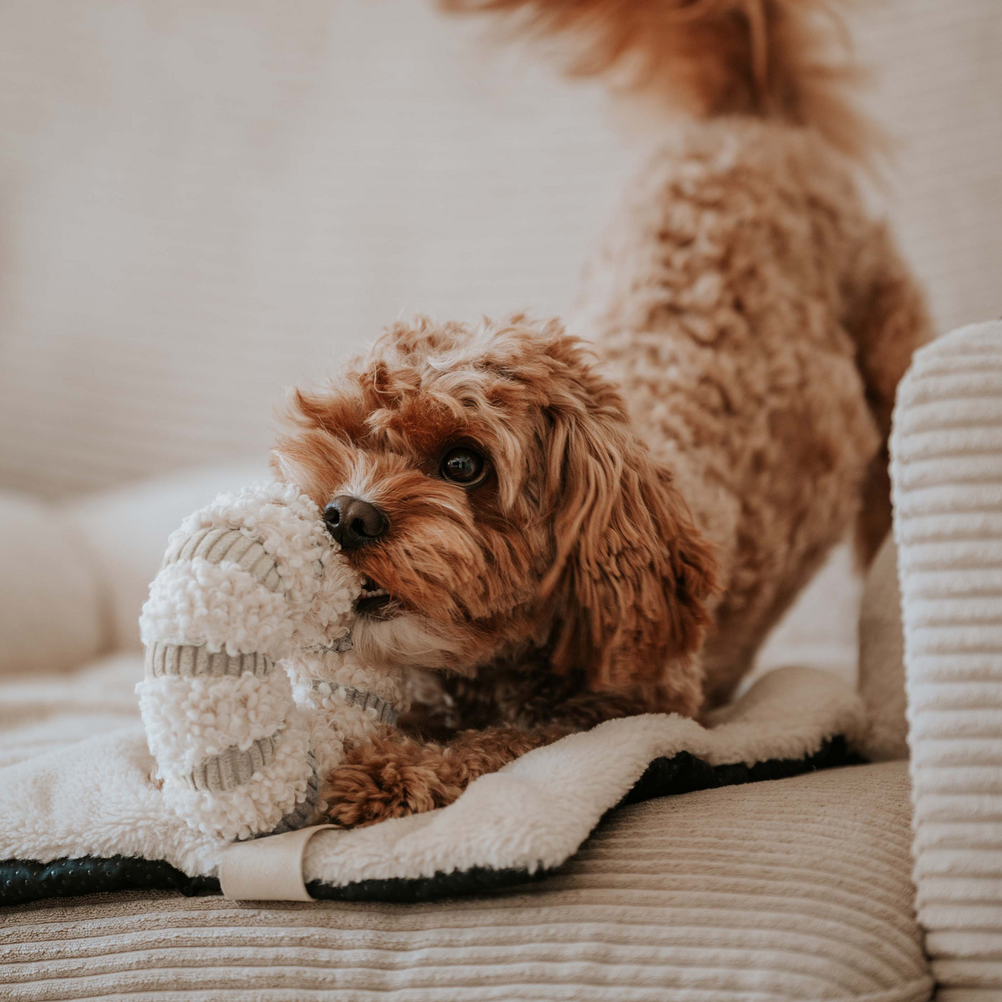 Daisy snuffelspeeltje