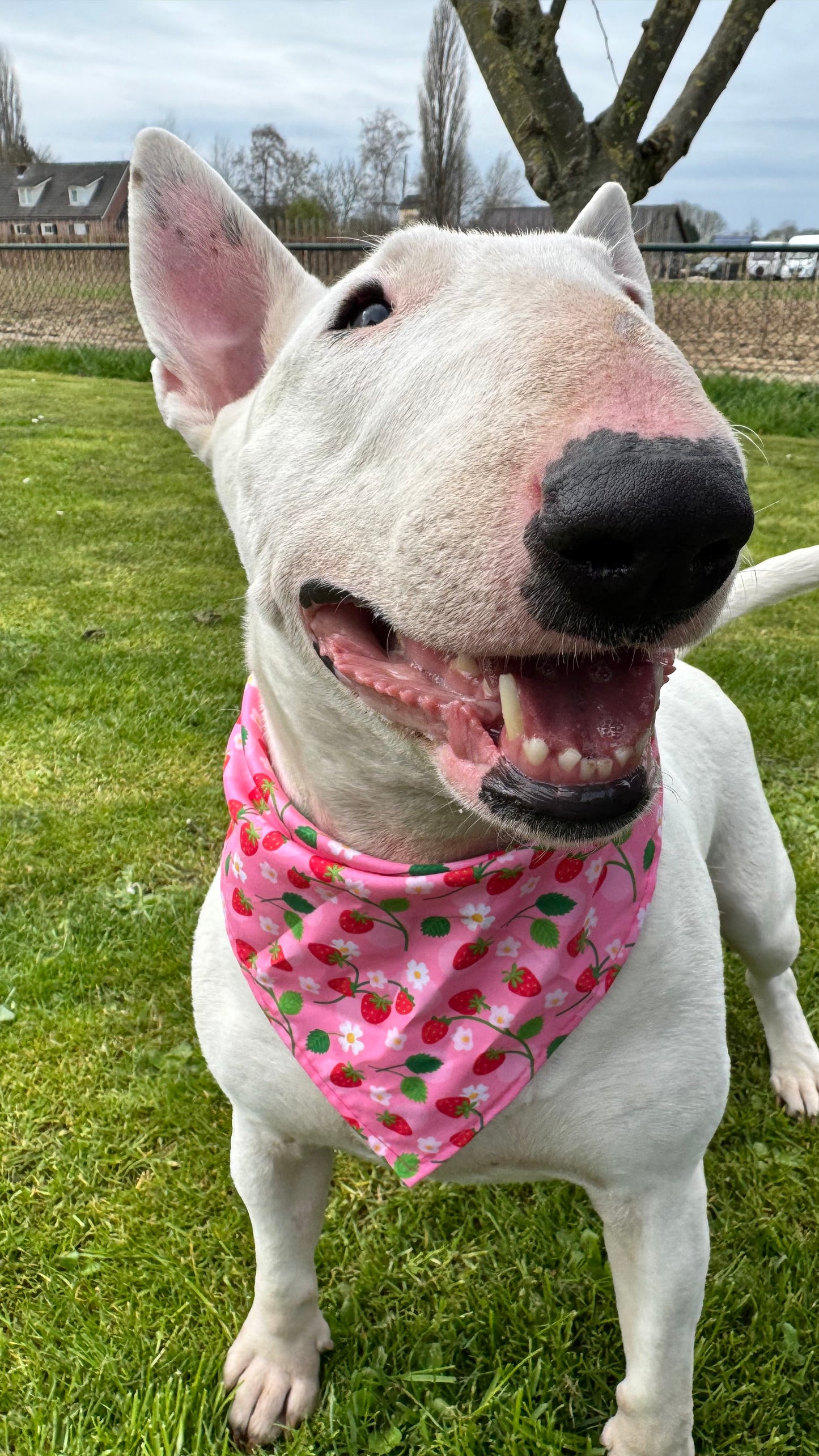 Strawberry fields - knoopbandana
