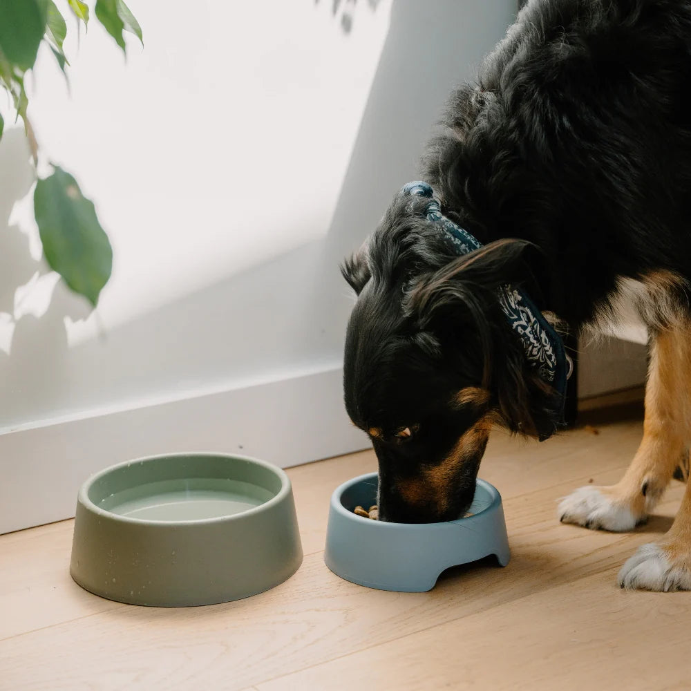 Steady dog bowl - Beco