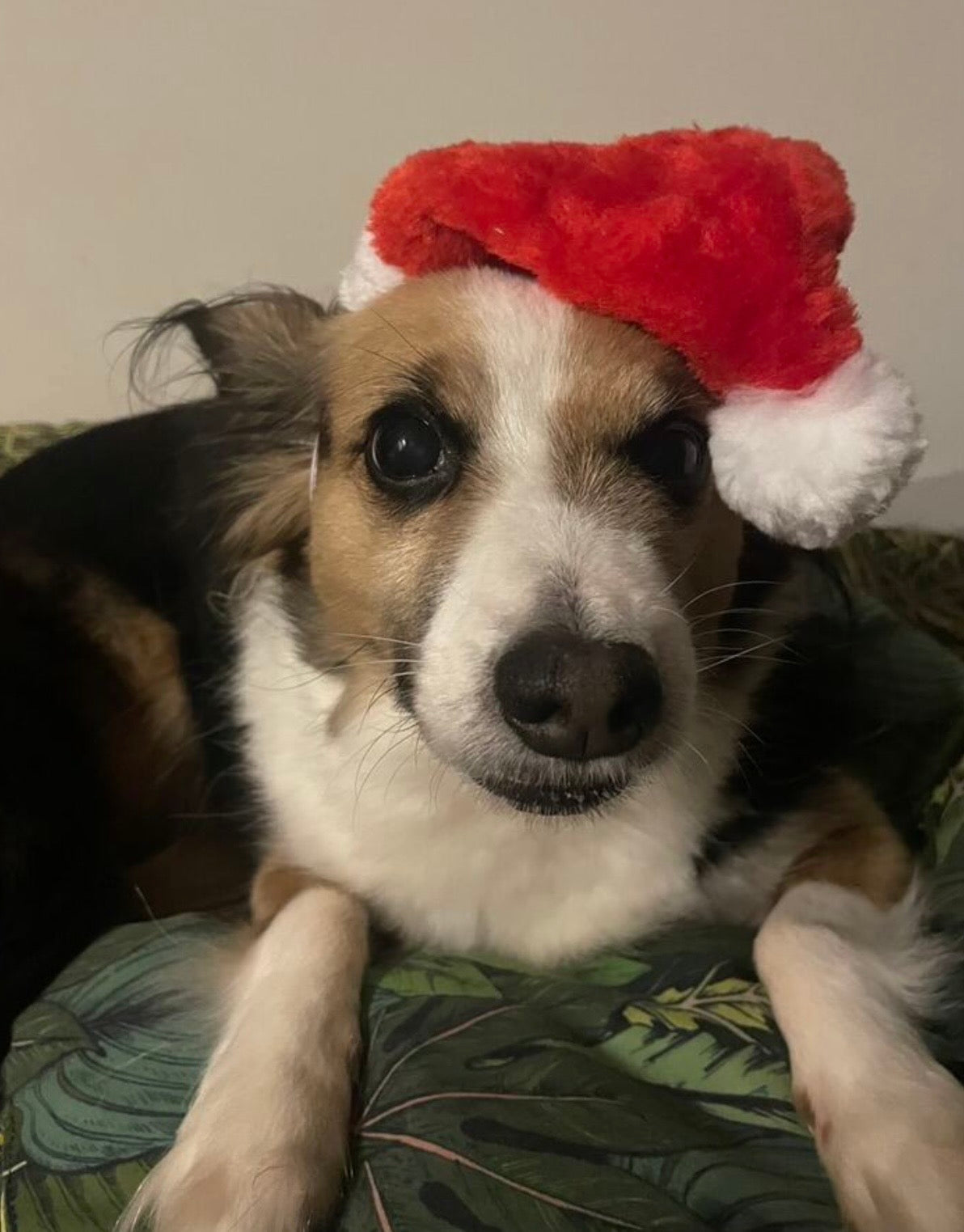 Kerstmuts voor honden