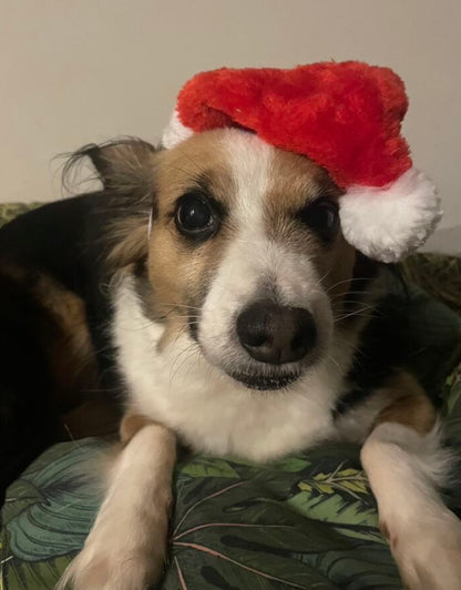 Kerstmuts voor honden