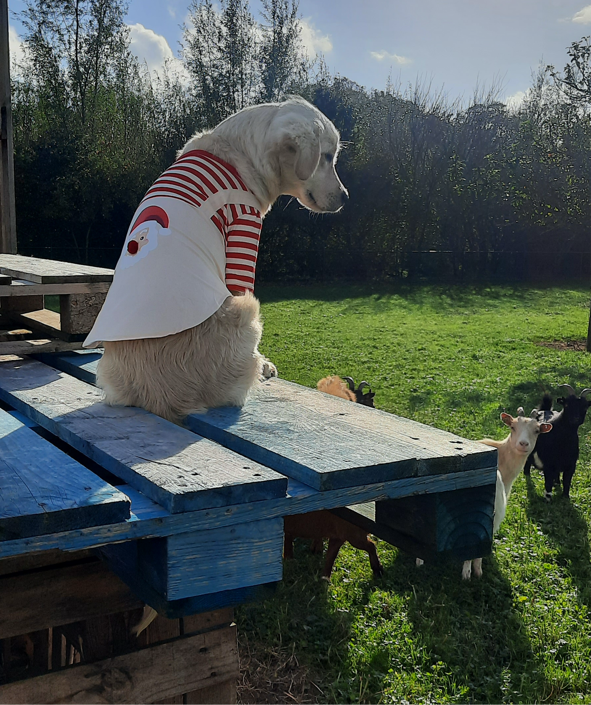 Kerstshirt voor honden met Kerstman