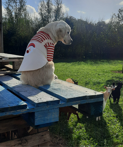 Kerstshirt voor honden met Kerstman