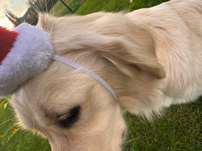 Kerstmuts voor honden