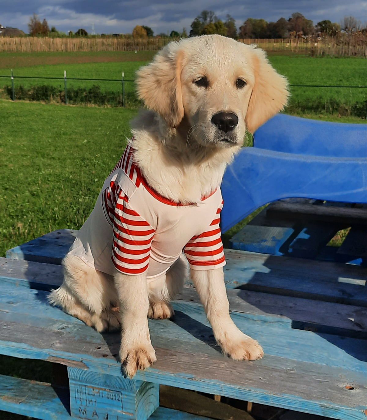 Kerstshirt voor honden met Kerstman