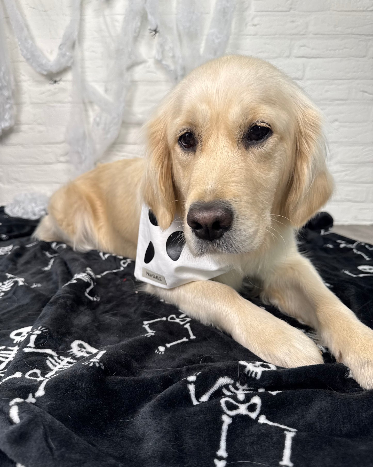 Spooky Paws – Halloween Bandana met Ghost Face