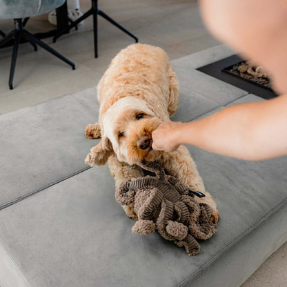 Squid hondenspeeltje