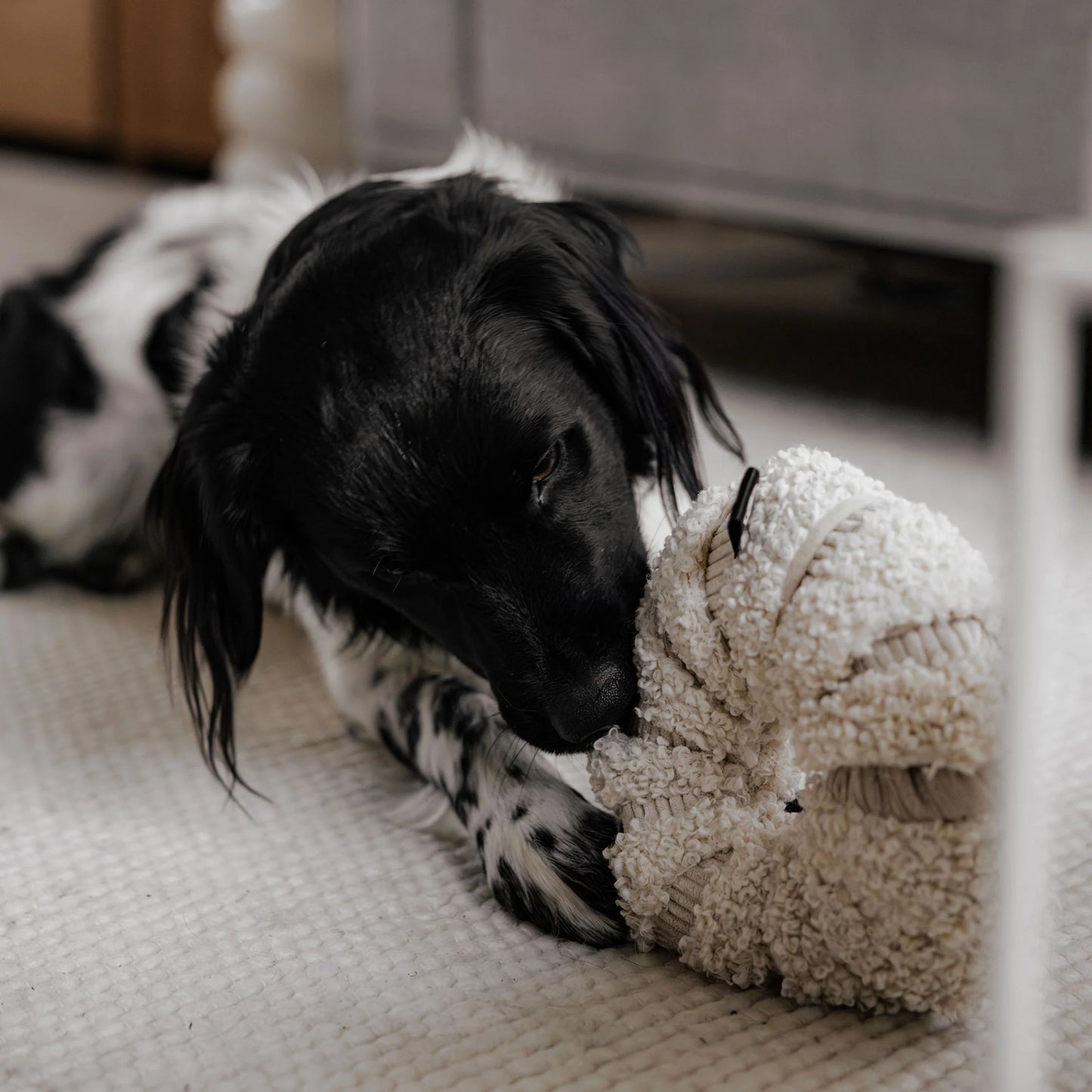 Daisy snuffelspeeltje Merengue