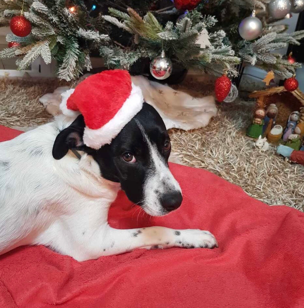 Kerstmuts voor honden
