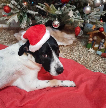Kerstmuts voor honden