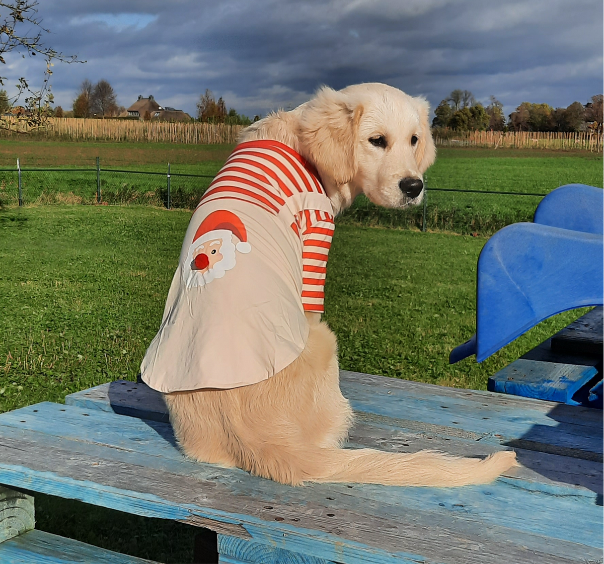 Kerstshirt voor honden met Kerstman