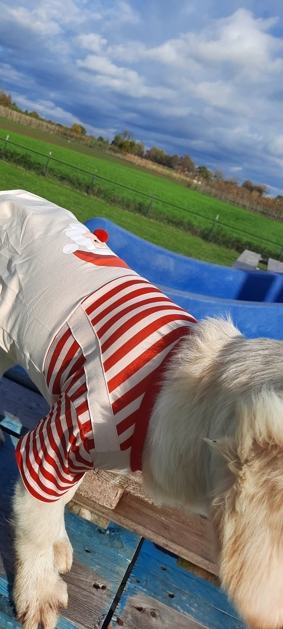 Kerstshirt voor honden met Kerstman