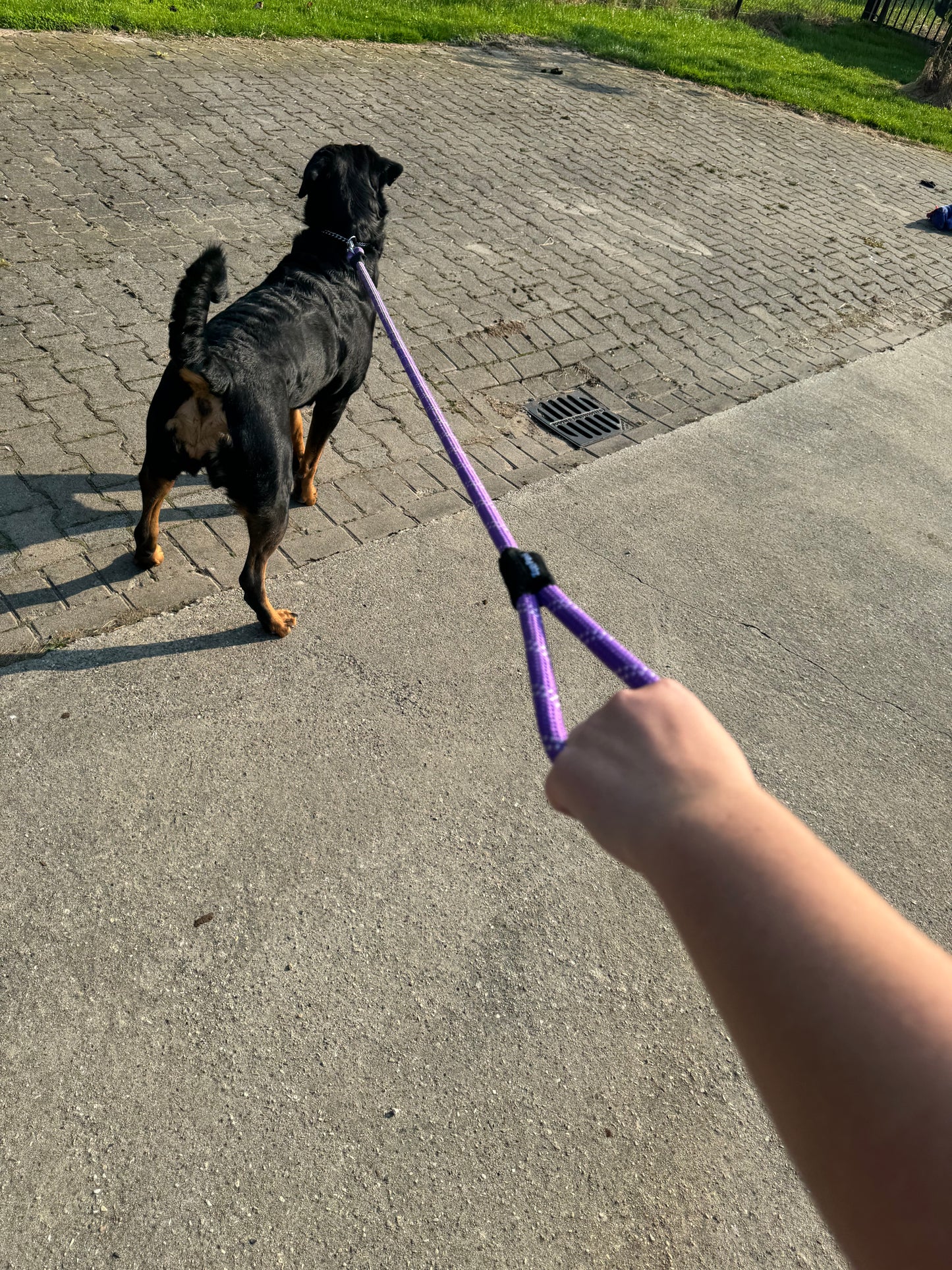 Hondenriem climbing rope - Paars