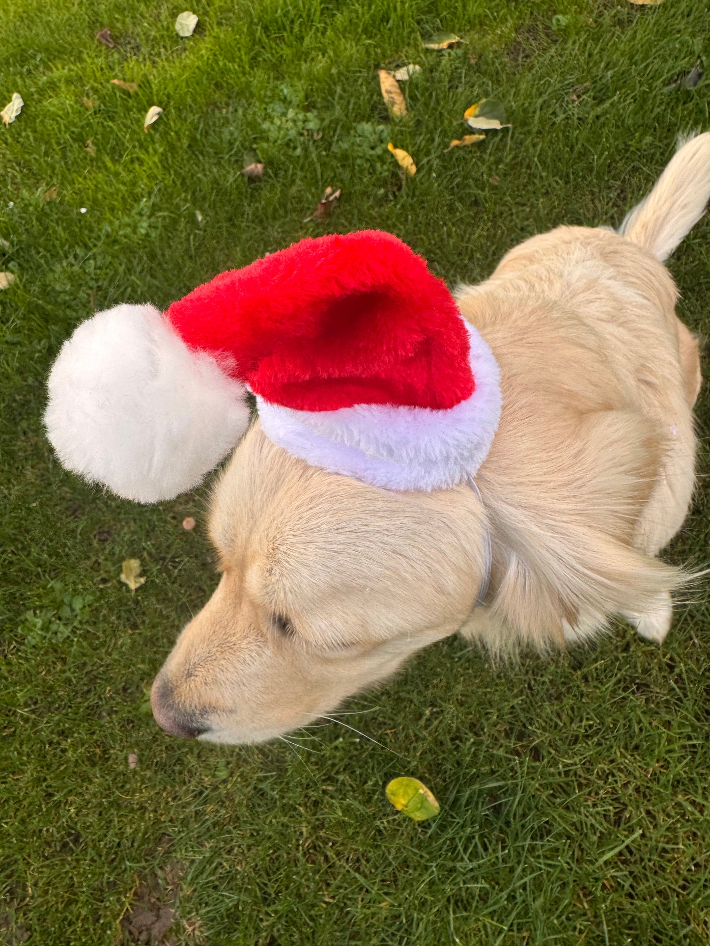 Kerstmuts voor honden