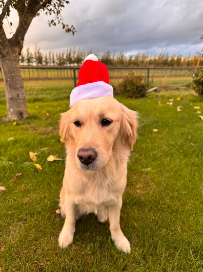 Kerstmuts voor honden