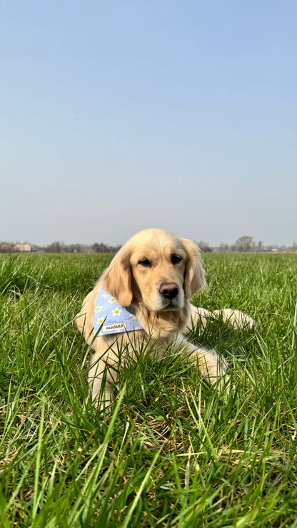 Smiling Daisies – Blauwe Daisy Bandana