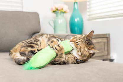 Pickle - Kittybelles Kicker
