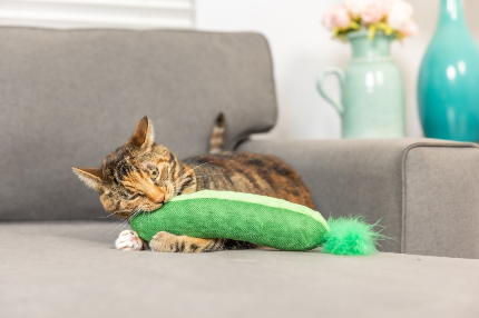 Pickle - Kittybelles Kicker