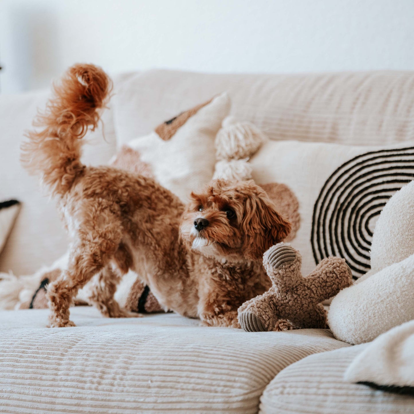 Ziggy hondenspeeltje Taupe