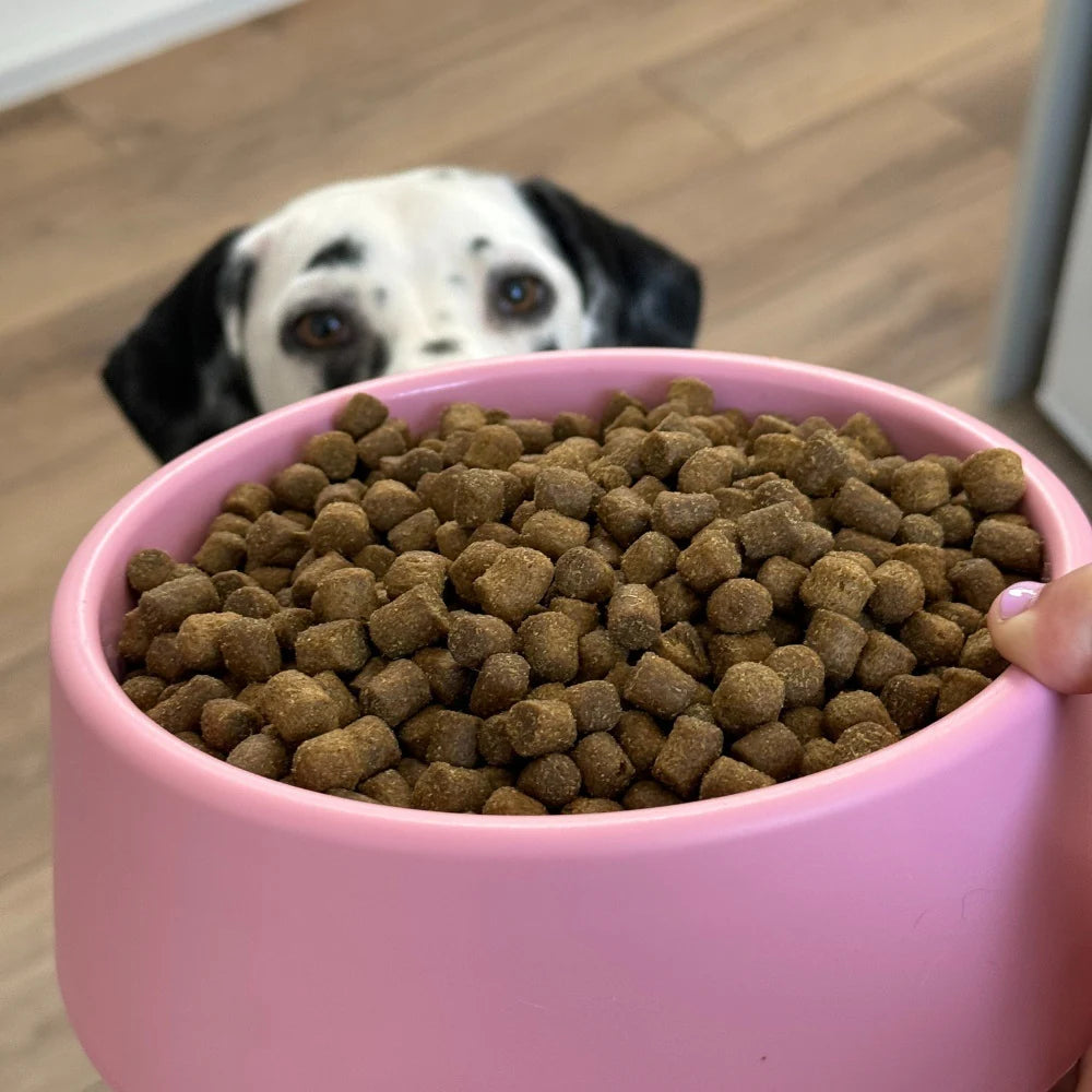 Steady dog bowl - Beco