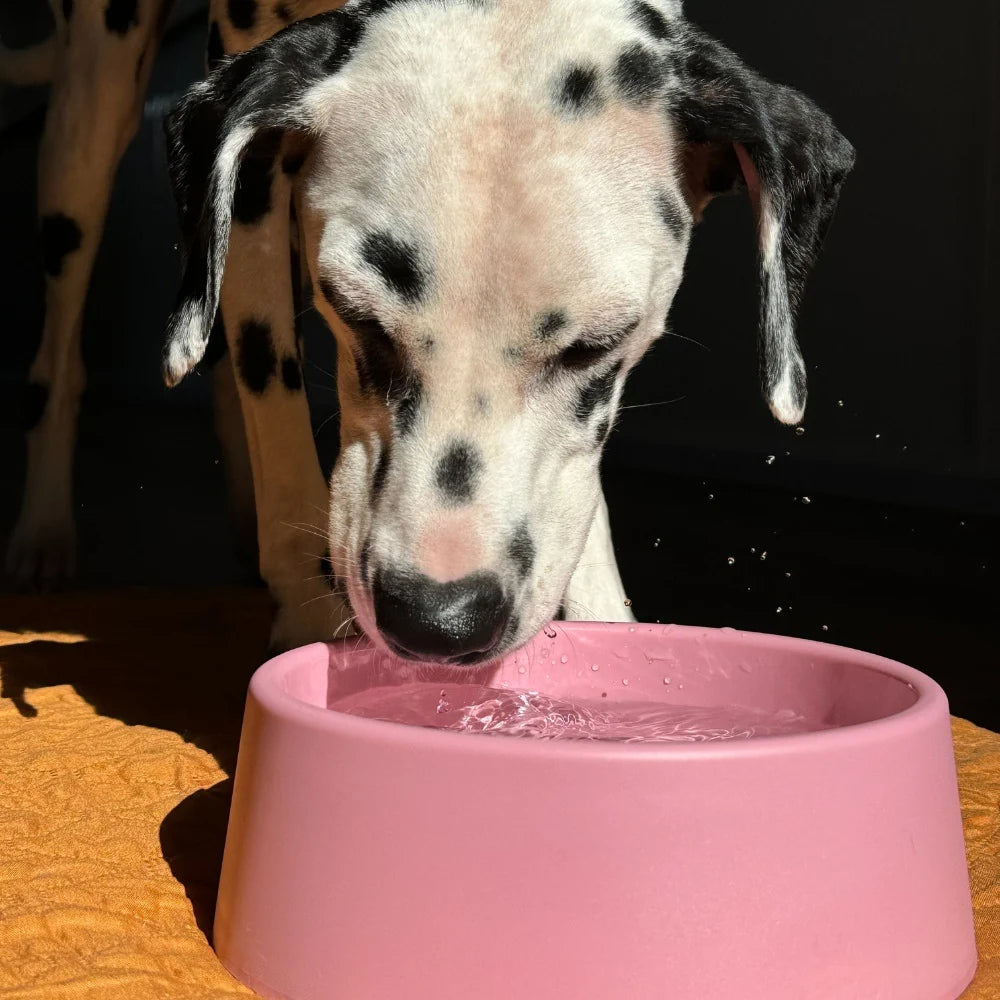 Steady dog bowl - Beco